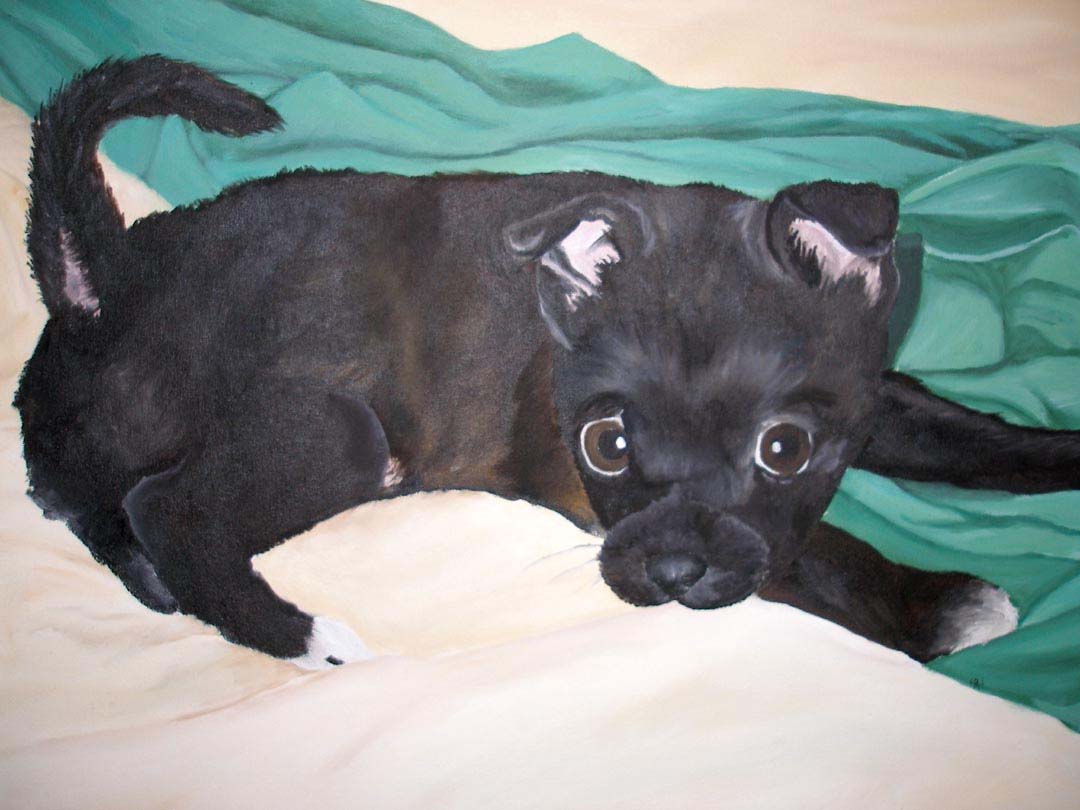 Chihuahua/Boston Terrier Pet Portrait